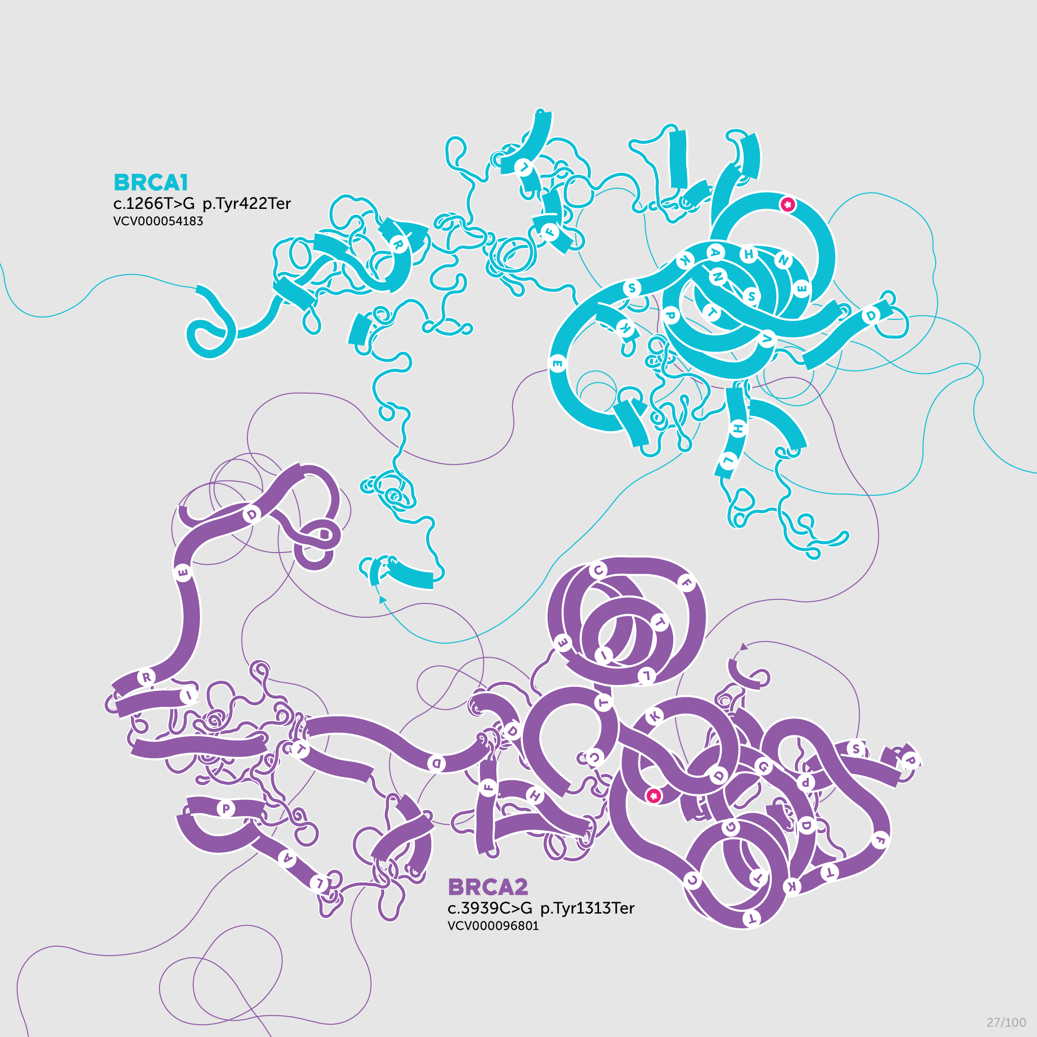 Beyond Belief Campaign BRCA Artwork (A one-of-a-kind way of saying thank you) -- science + art + data visualization / Martin Krzywinski / Martin Krzywinski @MKrzywinski mkweb.bcgsc.ca