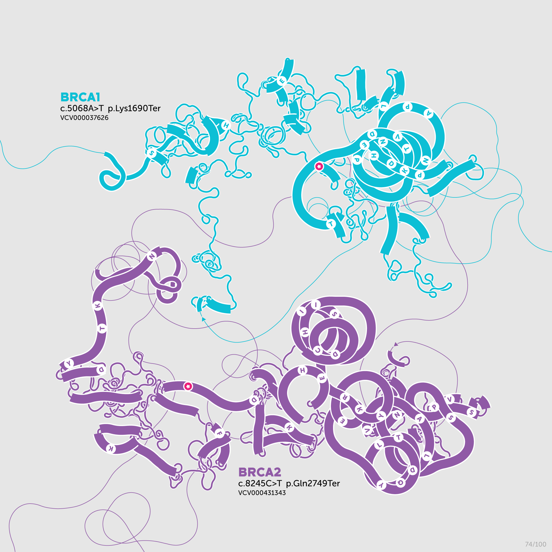 Beyond Belief Campaign BRCA Artwork (A one-of-a-kind way of saying thank you) -- science + art + data visualization / Martin Krzywinski / Martin Krzywinski @MKrzywinski mkweb.bcgsc.ca