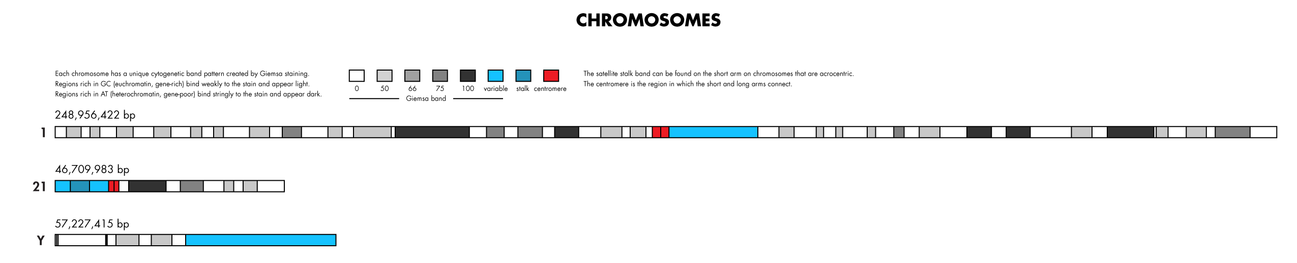 Chromosomes (Music, genomes, split-flaps) -- science + art + data visualization / Martin Krzywinski / Martin Krzywinski @MKrzywinski mkweb.bcgsc.ca