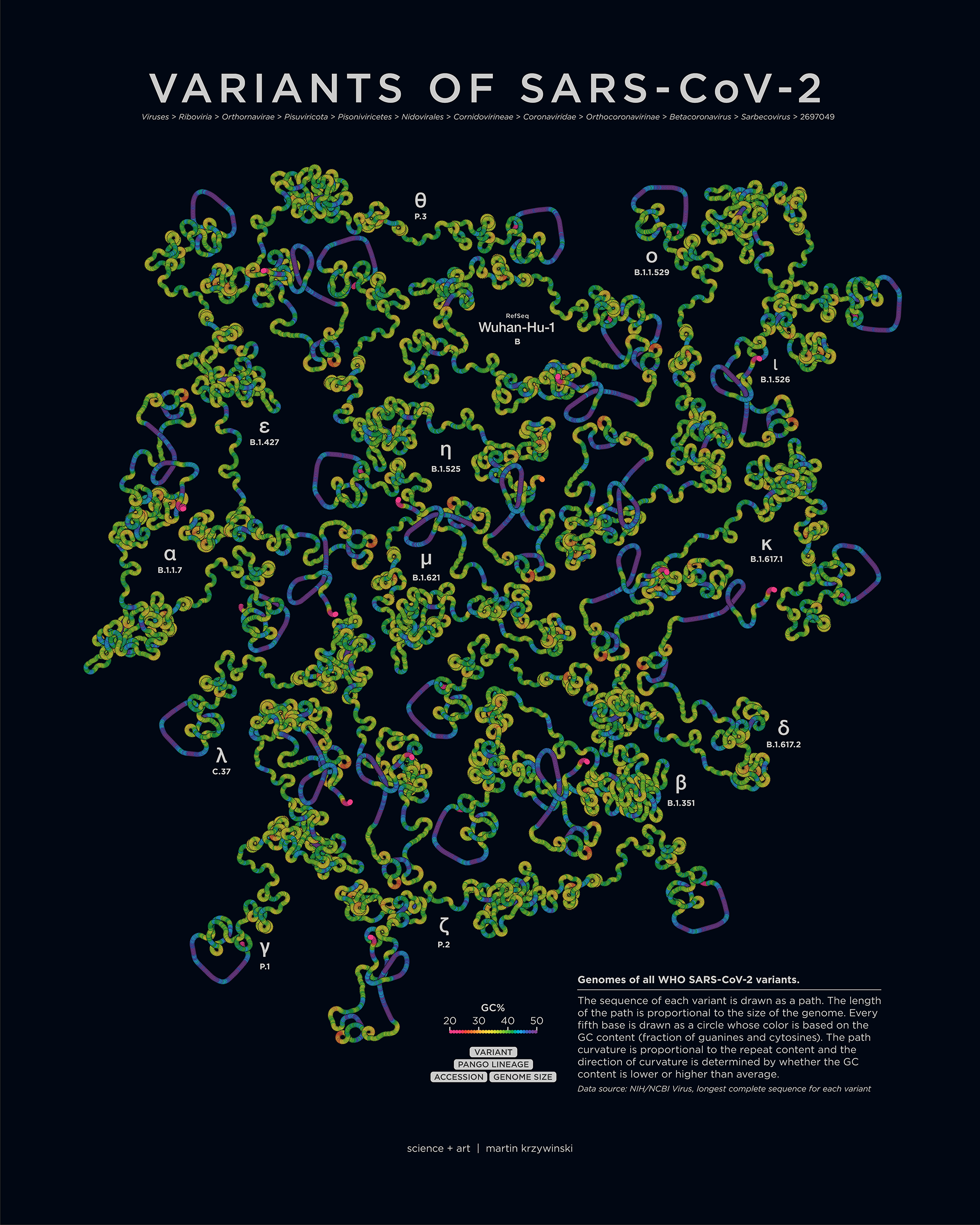 Art posters of the coronavirus genome -- 56 genomes of SARS-CoV-2 / Science and Art by Martin Krzywinski