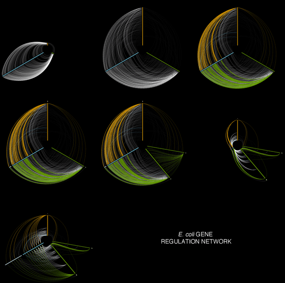 E. coli gene regulatory network visualized with the linear layout.  [ Hive Plots - Rational Network Visualization - A Simple, Informative and Pretty Linear Layout for Network Analytics - Martin Krzywinski ]