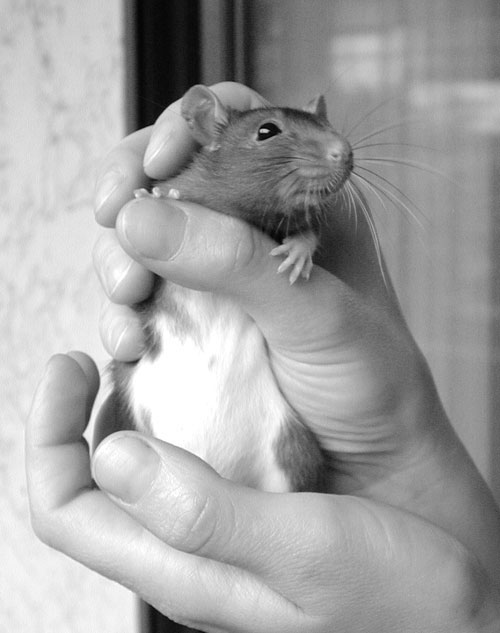 Portrait of Alex, the genome rat (Rattus norvegicus). / Martin Krzywinski @MKrzywinski mkweb.bcgsc.ca