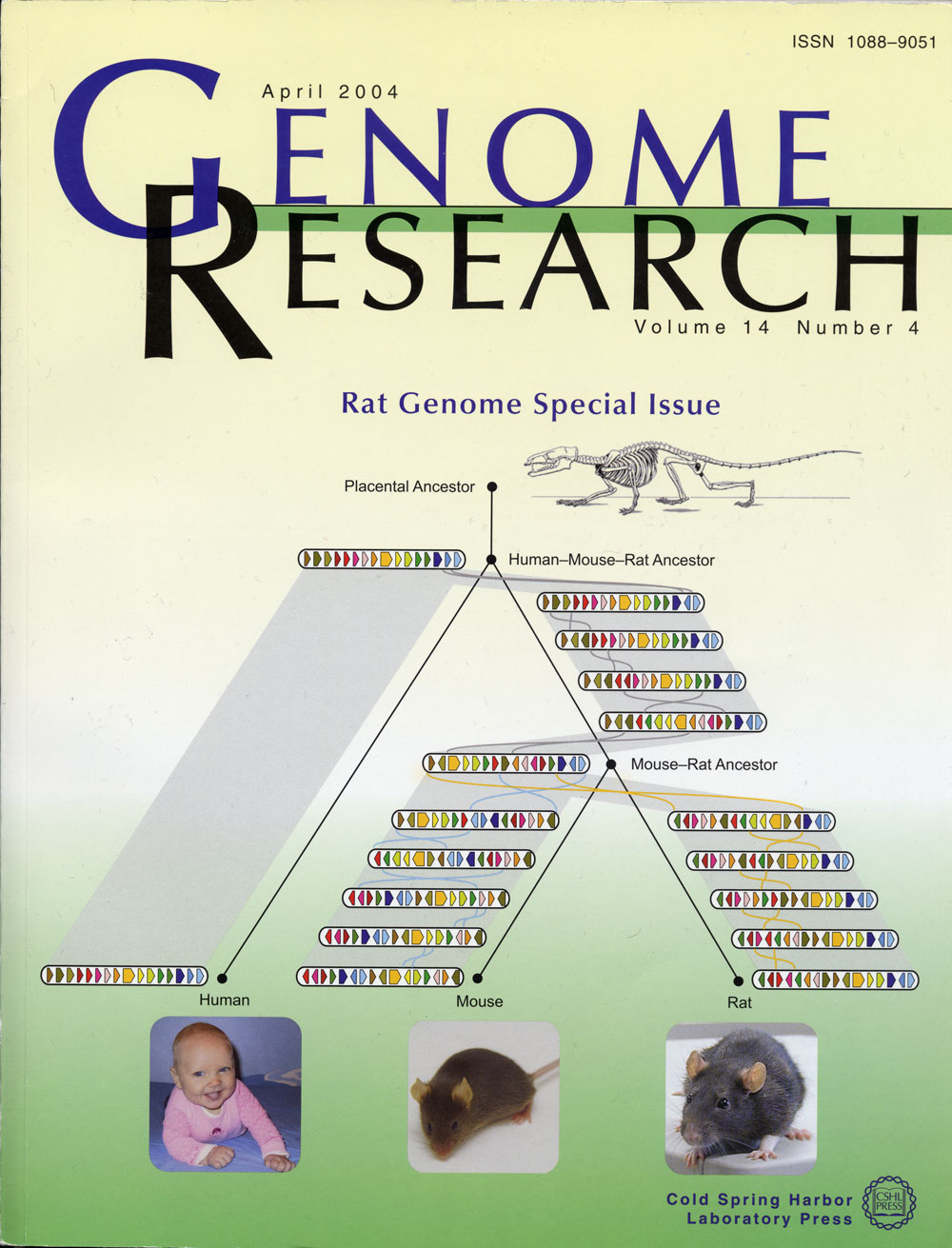 Rat Issue of Genome Research, April 2004 / Martin Krzywinski @MKrzywinski mkweb.bcgsc.ca