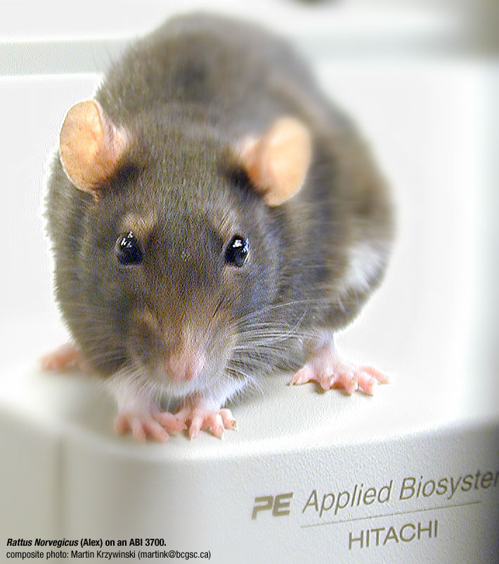 rat (Rattus norvegicus) on genome sequencer - alex on an abi 3700 / Martin Krzywinski @MKrzywinski mkweb.bcgsc.ca